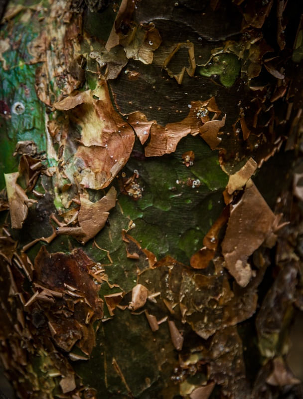 DETALHES DE TRONCO DE ÁRVORE
