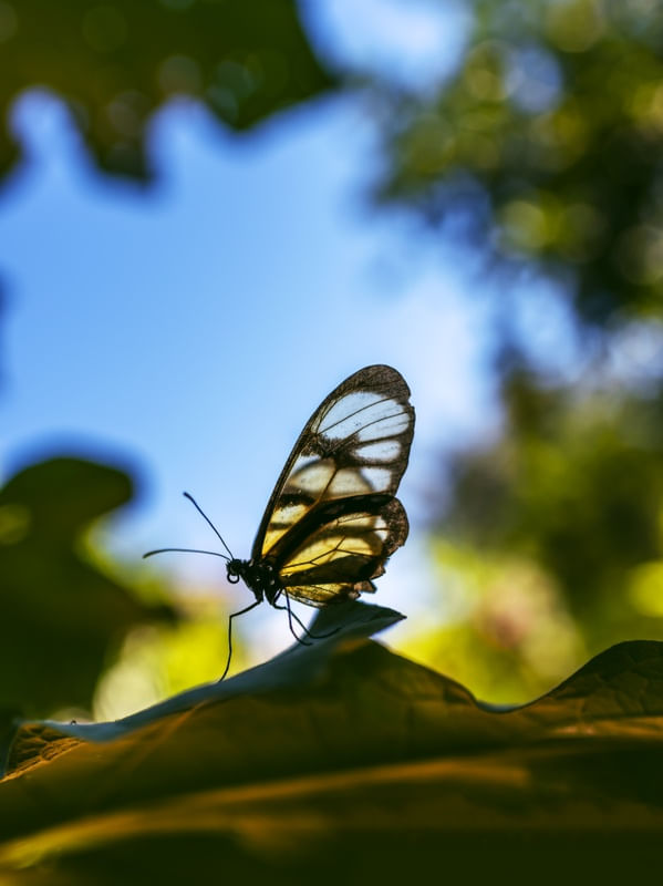JAUNE PAPILLON
