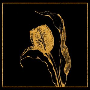 GOLDEN TULIP
