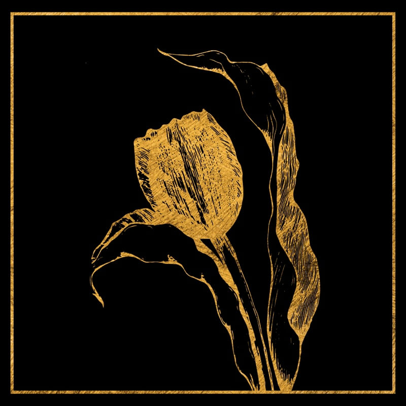 GOLDEN TULIP