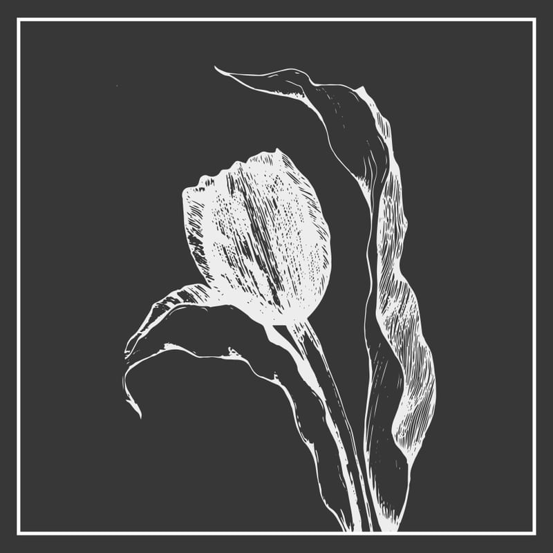 WHITE TULIP