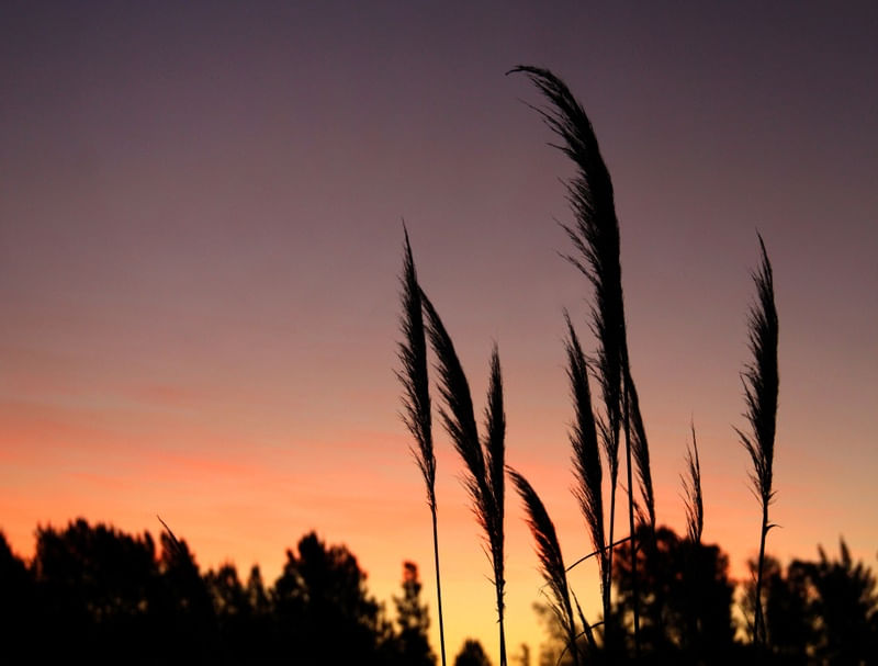 ENTARDECER NUMERO X