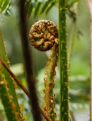 MACRO VEGETAL