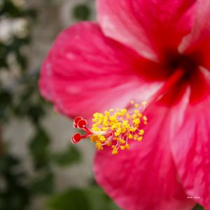 PISTILO AMARELO E VERMELHO