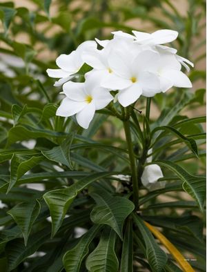 FLORES BRANCAS DO QUINTAL