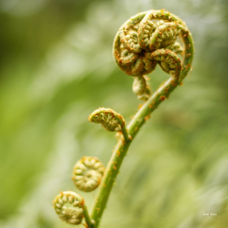 PLANTINHA ENROLADA