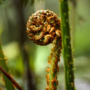 PLANTINHA ENROLADA 2