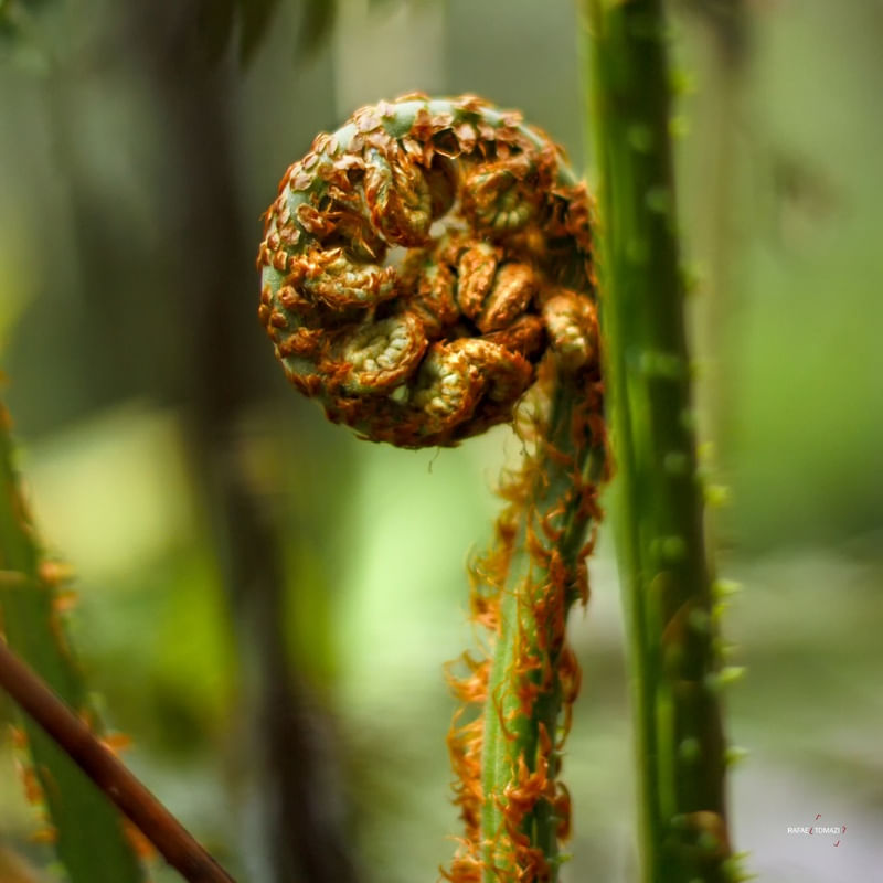PLANTINHA ENROLADA 2