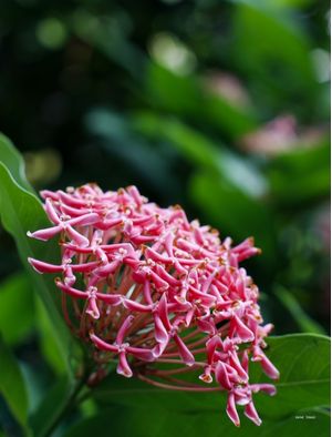 CONJUNTO DE FLORES DO QUINTAL