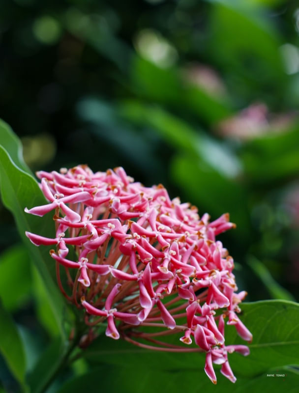 CONJUNTO DE FLORES DO QUINTAL