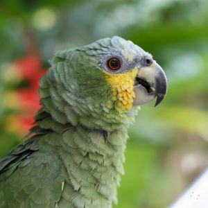 RETRATO DE PERFIL DE UM PAPAGAIO