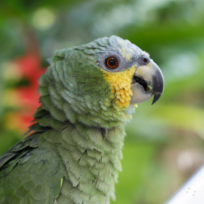 RETRATO DE PERFIL DE UM PAPAGAIO