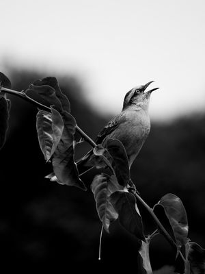 SABIÁ-DO-CAMPO PB