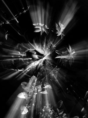 ZOOM_11