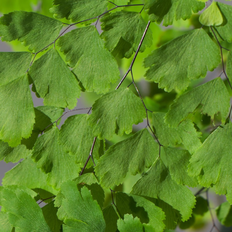 FOLHAGEM VERDE 00_LB