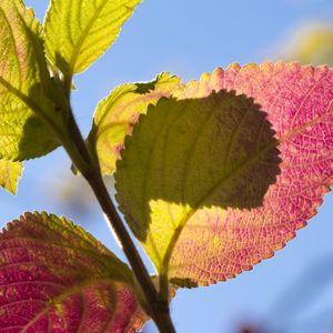 FOLHA ROXA E VERDE