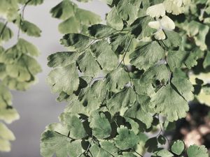 FOLHAGEM VERDE_01_LB