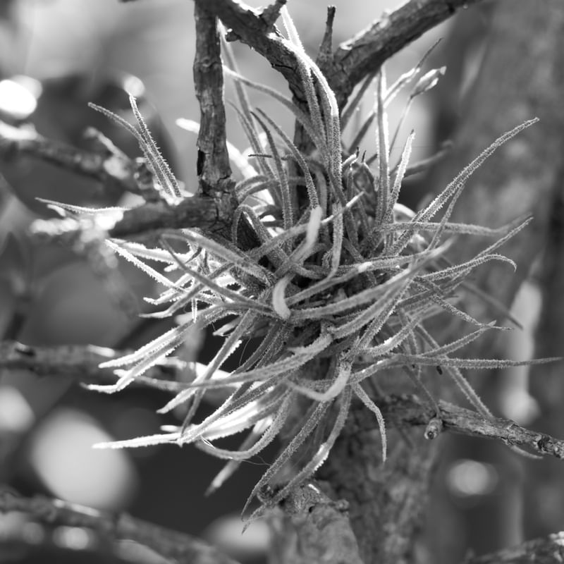 NATUREZA DIFERENTE_00