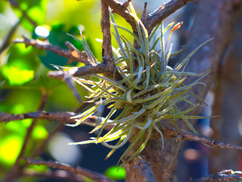 NATUREZA DIFERENTE_01