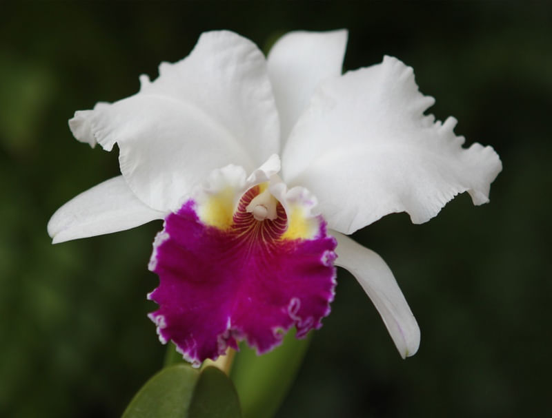 ORQUÍDEA_