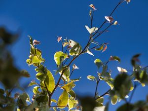 FICUS_LB