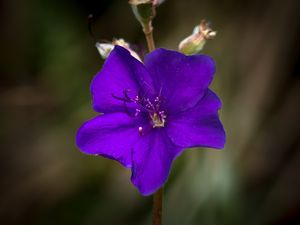 F. VARIADAS 58