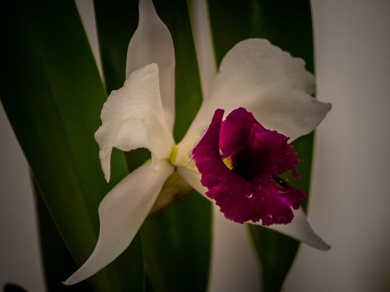 F. VARIADAS 59