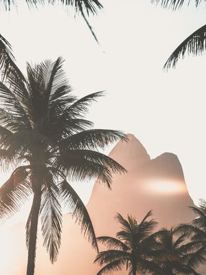 O DOIS IRMÃOS E OS COQUEIROS