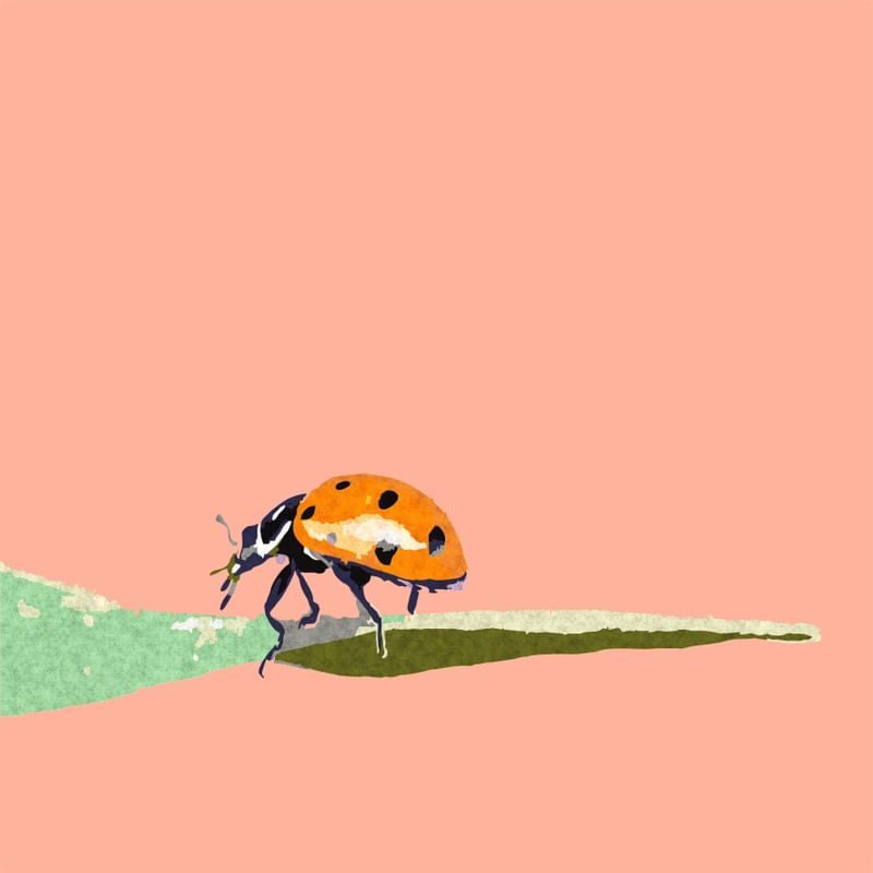 JOANINHA LARANJA ES