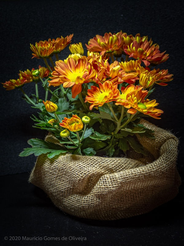ARRANJO COM GERBERA