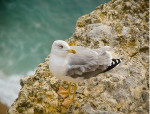 BIRD IN NAZARE