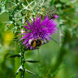 BEE AND FLOWER