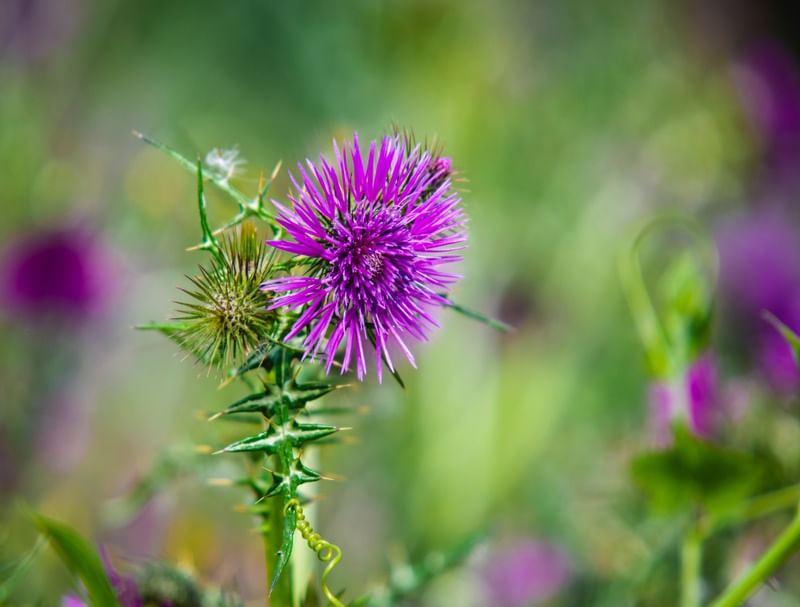 FLOWER 01