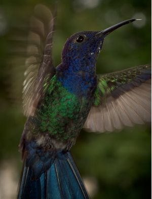 HUMMING BIRD 02