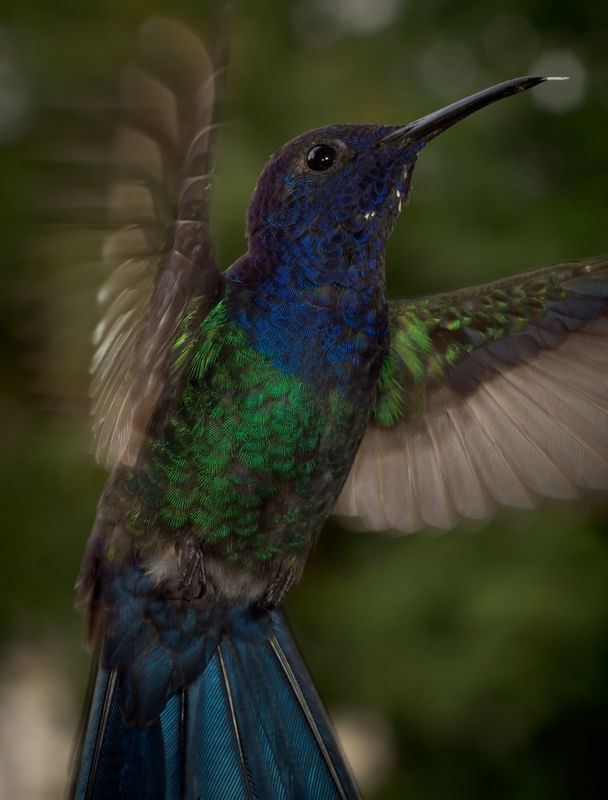 HUMMING BIRD 02