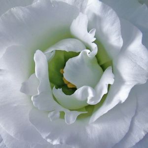 SPINNING FLOWER