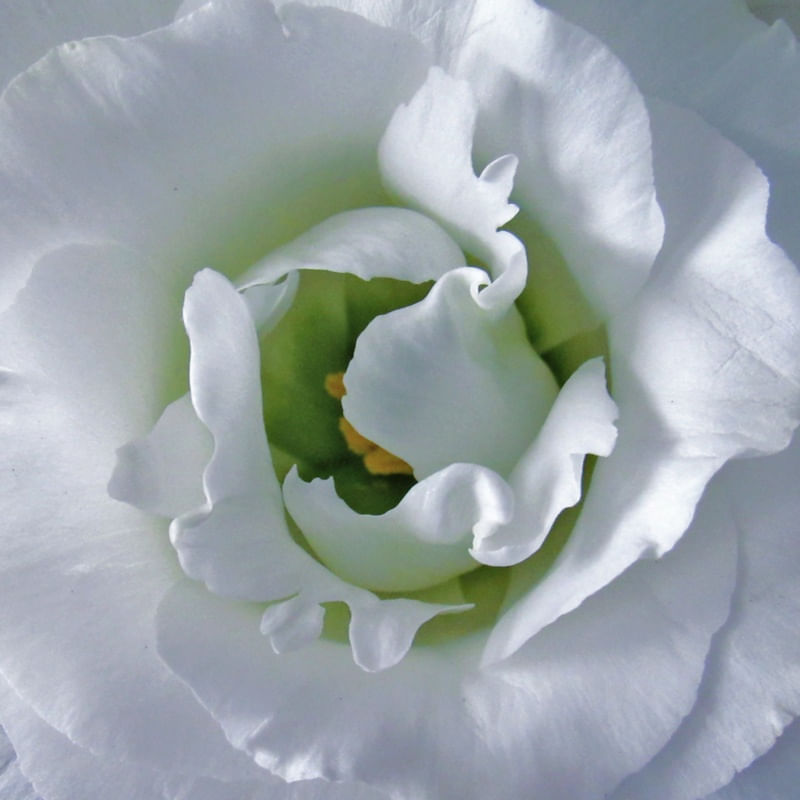 SPINNING FLOWER
