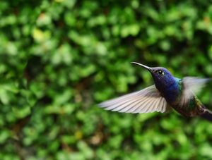 HUMMING BIRD