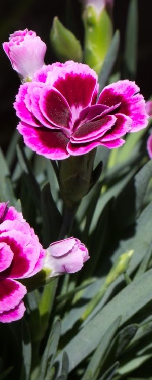 FLOR ROXA E ROSA