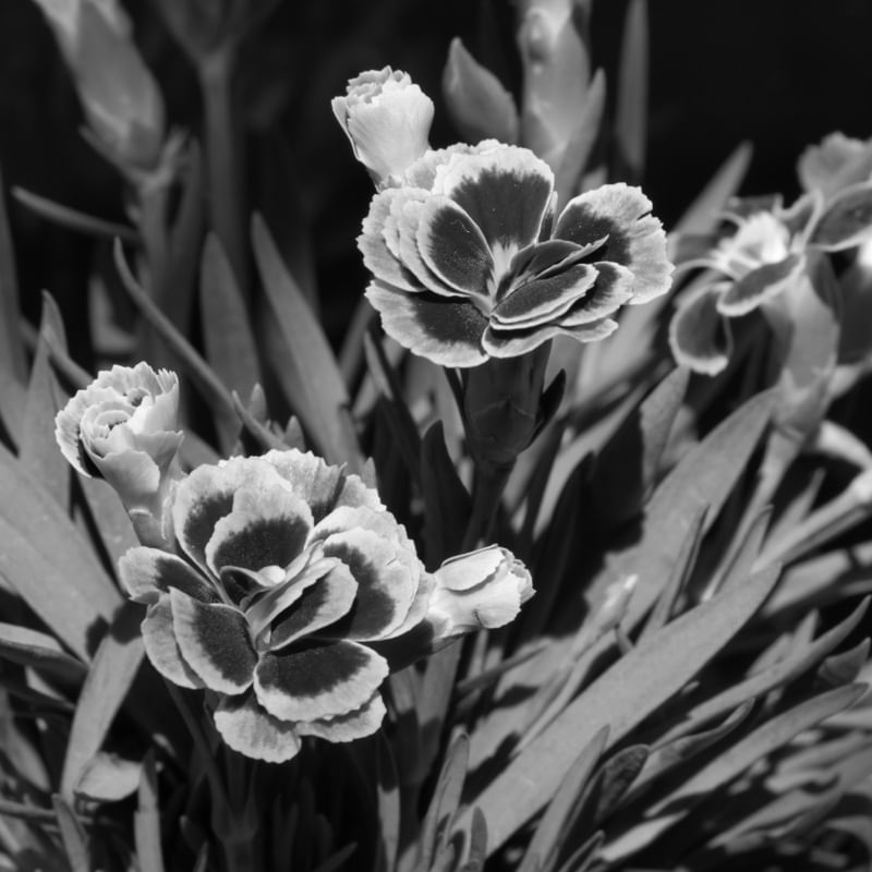 FLORES EM CINZA