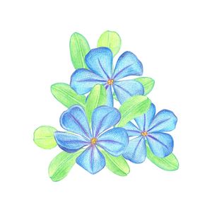 TRÊS FLORES