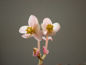 FLOR BEGÔNIA
