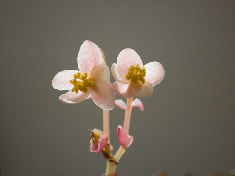 FLOR BEGÔNIA