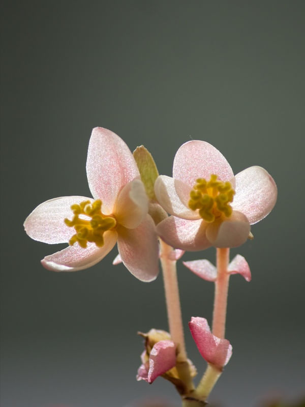 FLOR BEGÔNIA 2