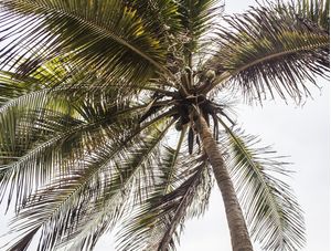 11 FOLHAS DE COQUEIRO