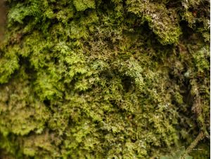 TEXTURA DE MUSGO NA FLORESTA