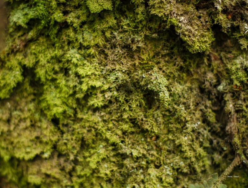 TEXTURA DE MUSGO NA FLORESTA