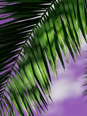 PURPLE SERIES 2