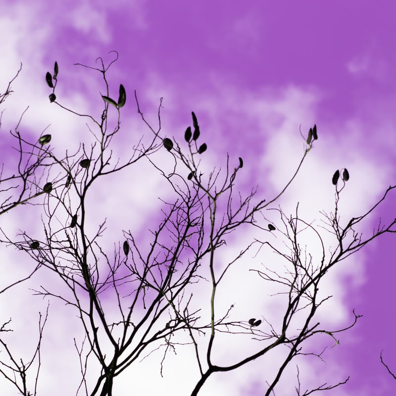 PURPLE SERIES 3