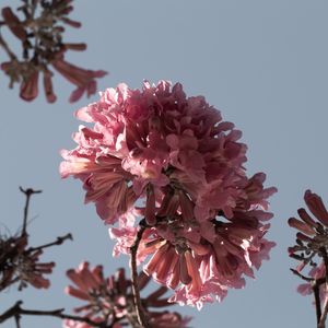 IPÊ ROSA II